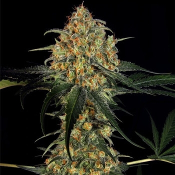 Skunk #1 Feminisiert - 10 Samen