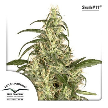 Skunk #11 Feminisiert - 5 Samen