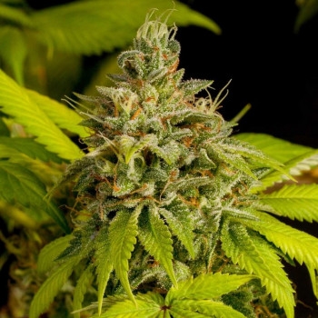 Skunk Automatic - 5 Samen