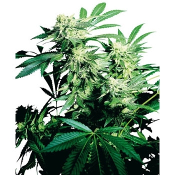 Skunk Kush Feminisiert - 10 Samen
