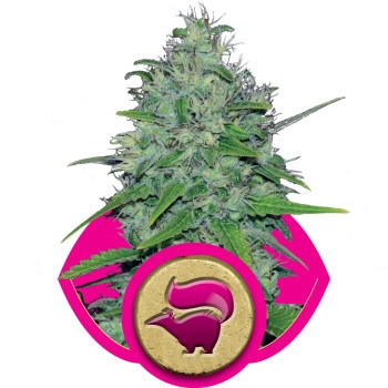 Skunk XL Feminisiert - 3 Samen