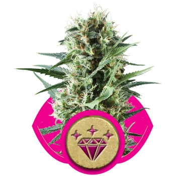 Special Kush #1 Feminisiert - 10 Samen