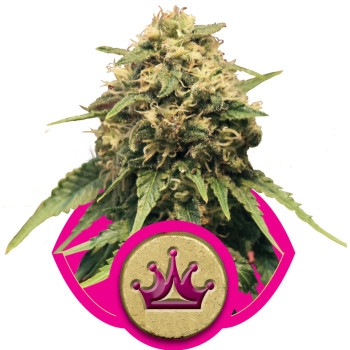 Special Queen #1 Feminisiert - 10 Samen