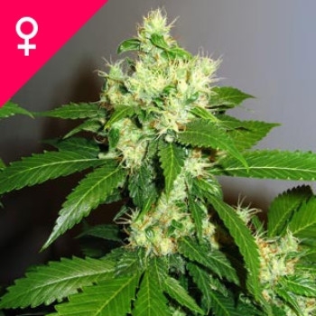 Super Cheese Feminisiert - 5 Samen