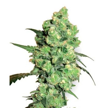 Super Skunk - 10 Samen