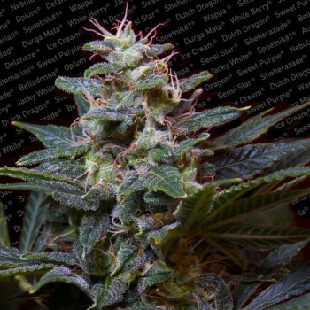 Sweet Purple Feminisiert - 5 Samen