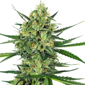 Tangerine Sugar Feminisiert - 10 Samen