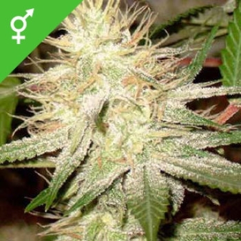 White Widow - 10 Samen