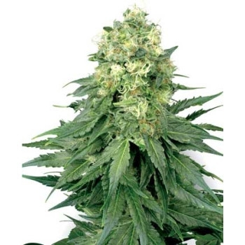 White Widow Feminisiert - 10 Samen