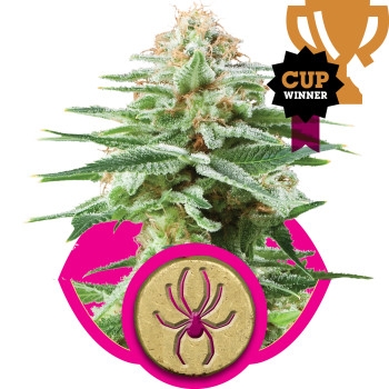 White Widow Feminisiert - 3 Samen
