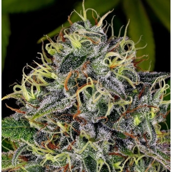 White Widow Feminisiert - 5 Samen