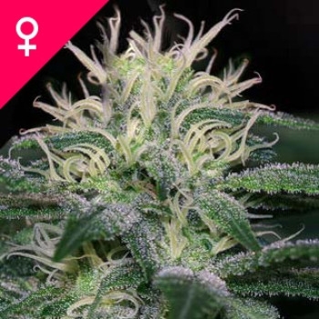 WSS Skunk Feminisiert - 5 Samen