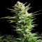 Amnesia Haze Feminisiert - 10 Samen