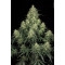 Atomical Haze Feminisiert - 10 Samen