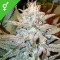 Aurora Indica - 10 Samen