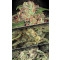 Auto Collection Pack #2 - 6 Samen