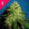 Big Bud Feminisiert - 10 Samen