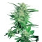 Big Bud Feminisiert - 10 Samen