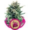 Blue Cheese Feminisiert - 3 Samen