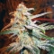 Blue Mystic Feminisiert - 10 Samen