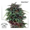 Durban Poison - 10 Samen