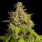Durban Poison Feminisiert - 5 Samen