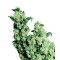 Jack Herer - 10 Samen