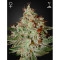 Lemon Skunk Feminisiert - 5 Samen