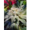Magic Bud Feminisiert - 10 Samen