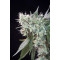 Magic Bud Feminisiert - 10 Samen
