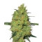 Master Kush - 10 Samen