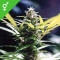 Master Kush - 10 Samen