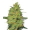 Master Kush Feminisiert - 10 Samen