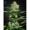 Northern Lights Automatic - 5 Samen