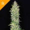 Northern Lights Automatic - 5 Samen