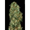 Original White Widow Feminisiert (IBL) - 10 Samen