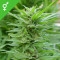 Pure Power Plant - 10 Samen