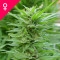 Pure Power Plant Feminisiert (White Label) - 5 Samen