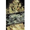 Sativa Champions Pack Feminisiert - 6 Samen