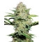 Sensi Skunk Automatic - 10 Samen