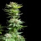 Shining Silver Haze Feminisiert - 5 Samen