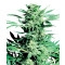 Shiva Skunk Feminisiert - 10 Samen