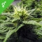 Skunk #1 - 10 Samen