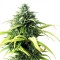 Skunk #1 - 10 Samen