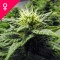 Skunk #1 Feminisiert - 5 Samen