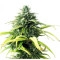 Skunk #1 Feminisiert - 5 Samen