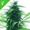 Super Skunk - 10 Samen