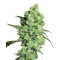 Super Skunk - 10 Samen