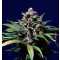 Sweet Purple Feminisiert - 10 Samen