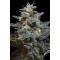Sweet Purple Feminisiert - 10 Samen